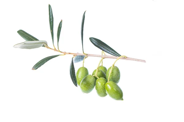 Оливковая Ветвь Зелеными Оливками Изолированы Белом Фоне Зеленые Оливки Листьями — стоковое фото