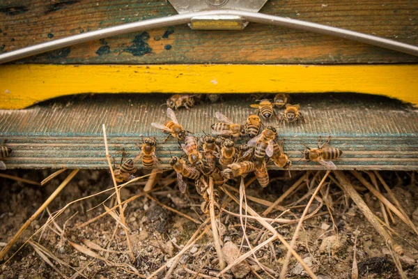 Bee Κυψέλη Είσοδο Μέλισσες Μέλισσες Στο Μελισσοκομείο Τεχνολογία Αναπαραγωγής Των — Φωτογραφία Αρχείου
