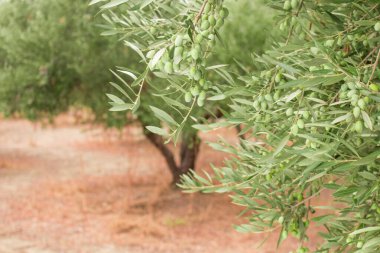 Zeytin ağaçlarının olduğu zeytin dallarının olduğu zeytin dalını kapat. Meyve ve yapraklarla dolu zeytin dalı.