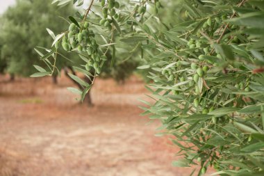 Zeytin ağaçlarının olduğu zeytin dallarının olduğu zeytin dalını kapat. Meyve ve yapraklarla dolu zeytin dalı.