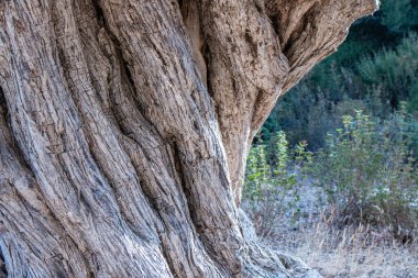 Eski bir zeytin ağacının gövdesi. Doğal tasarım elementi. Bir gövde dokusu eski bir zeytin ağacı. Bir zeytin kabuğu. Ürün veya metin için zeytin ahşap arkaplan kopyalama alanı.