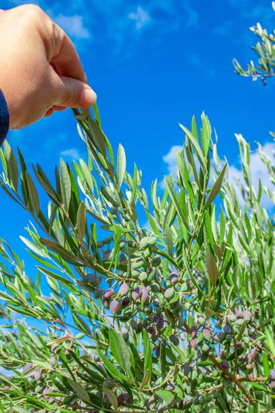 Handen Plockar Frukterna Från Olivträdet Färgglada Olivträd Blå Himmel Bakgrund — Stockfoto
