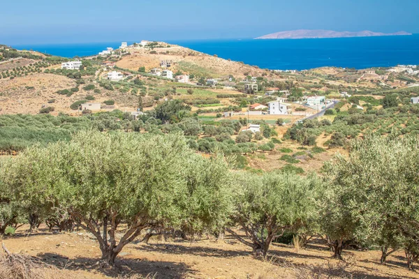 Arkasında dağlar ve Ege Denizi olan zeytin çiftliği. Zeytin ağaçları yetiştiren endüstriyel tarım. Zeytin yetiştiriyorlar. Yunanistan Girit Adası 'nda zeytin ağaçları.