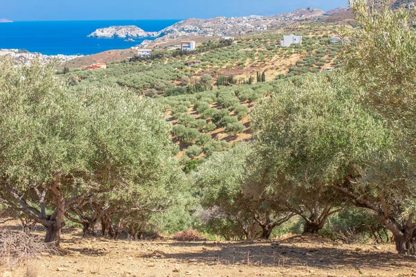 Olive Plantation Mountains Aegean Sea Background Industrial Agriculture Growing Olive — ストック写真