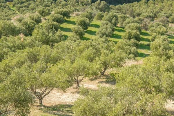 Azeitonas Nos Campos Grandes Plantações Azeitonas Nas Montanhas Campos Verdes — Fotografia de Stock