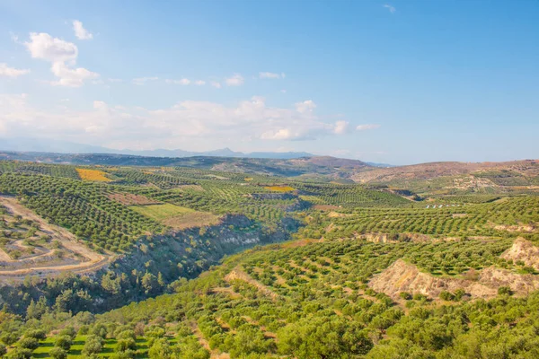 Tarlalarda zeytin ağaçları. Dağlarda büyük zeytin tarlaları. Zeytin ağaçlarıyla dolu yeşil tarlalar. Girit, Yunanistan, Avrupa