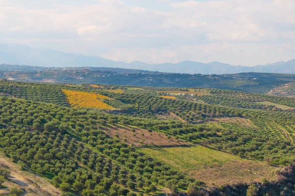 Azeitonas Nos Campos Grandes Plantações Azeitonas Nas Montanhas Campos Verdes — Fotografia de Stock