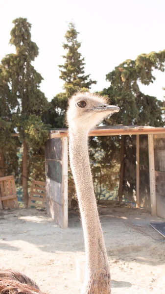 Ostriches Farm Ostriches Mountains Backgound — Stock Photo, Image