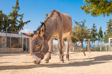 Gri eşek tarlada. Güzel eşekler yiyor. Yunanistan, Girit.