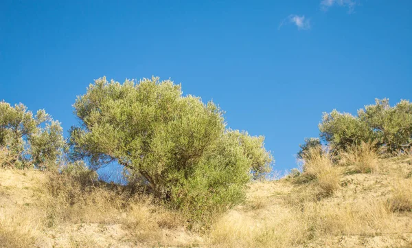 Olive trees banches with mountains and fields in the background. Olive fields.