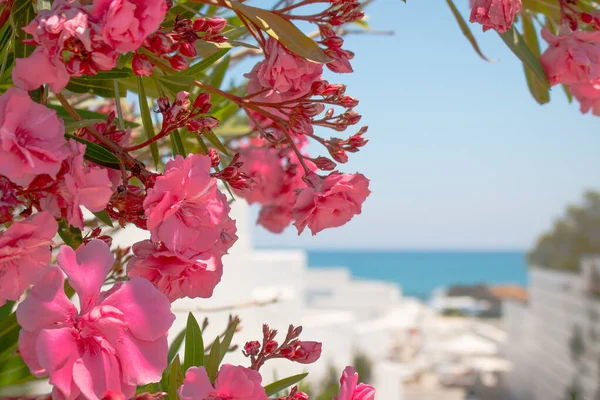 Pink flowers at Aegean sea background. Pink oleander flowers, Greece, Crete. Blue sea and white houses. Copy space.