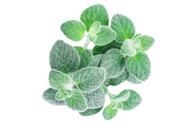 Dittany Girit bitkisi Dictamus beyaz backround izole. Origanum dictamnus kelt kekik