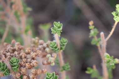 Yabani keklikotu dağlarda yetişir. Sahada çiğ kekik otu ve mavi arka plan. Yunan doğal kekik otu. Yeşil ve taze kekik çiçekleri.  