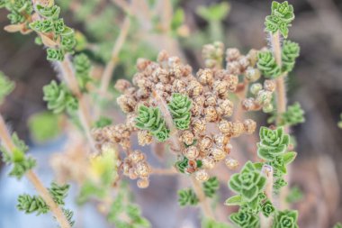 Yabani keklikotu dağlarda yetişir. Sahada çiğ kekik otu ve mavi arka plan. Yunan doğal kekik otu. Yeşil ve taze kekik çiçekleri.  