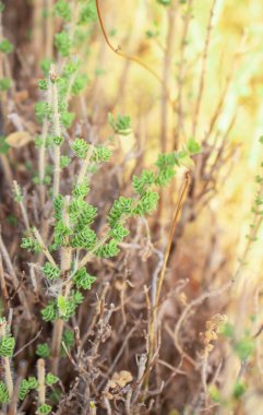 Yabani keklikotu dağlarda yetişir. Sahada çiğ kekik otu ve mavi arka plan. Yunan doğal kekik otu. Yeşil ve taze kekik çiçekleri.  