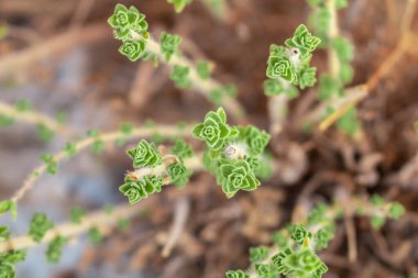Yabani keklikotu dağlarda yetişir. Sahada çiğ kekik otu ve mavi arka plan. Yunan doğal kekik otu. Yeşil ve taze kekik çiçekleri.  