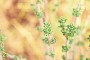 Vahşi taze kekik dağlarda yetişir. Tarlada çiğ yeşil kekik var. Yunan doğal kekikotu.