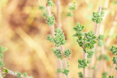 Yabani keklikotu dağlarda yetişir. Sahada çiğ kekik otu ve mavi arka plan. Yunan doğal kekik otu. Yeşil ve taze kekik çiçekleri.  