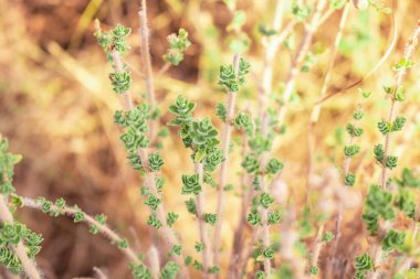 Vahşi taze kekik dağlarda yetişir. Tarlada çiğ yeşil kekik var. Yunan doğal kekikotu.