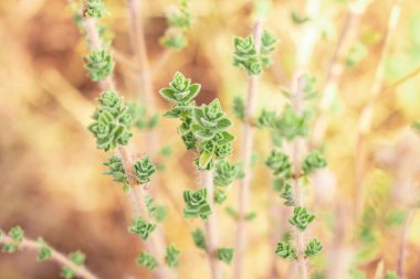 Yabani keklikotu dağlarda yetişir. Sahada çiğ kekik otu ve mavi arka plan. Yunan doğal kekik otu. Yeşil ve taze kekik çiçekleri.  