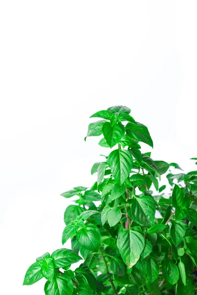Verse Groene Basilicum Kruid Bladeren Geïsoleerd Witte Achtergrond Basilicum Plant — Stockfoto