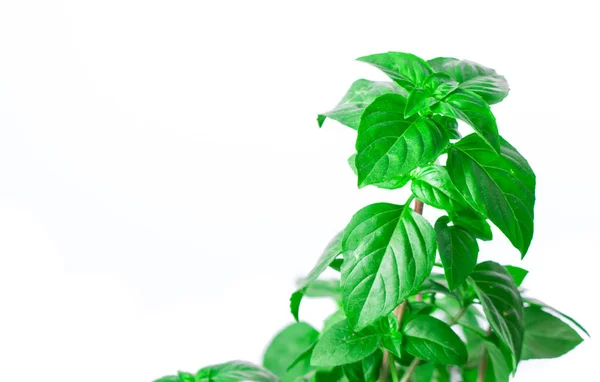 Frische Grüne Basilikumblätter Isoliert Auf Weißem Hintergrund Basilikumpflanzenkonzept Kopierraum — Stockfoto
