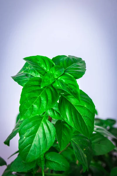 Daun Herbal Hijau Segar Basil Konsep Tanaman Basicum — Stok Foto