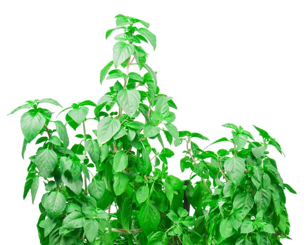 Fresh Green Basil Herb Leaves Isolated White Background Basilicum Plant — ストック写真