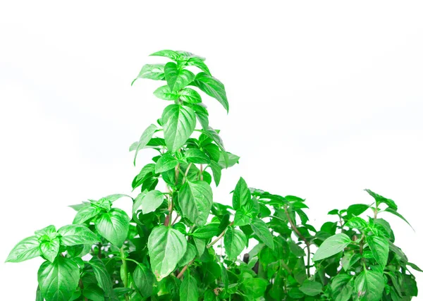 Fresh Green Basil Herb Leaves Isolated White Background Basilicum Plant — ストック写真
