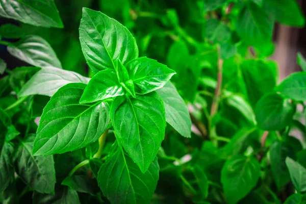 Herba Hijau Segar Basil Meninggalkan Latar Belakang Konsep Tanaman Basicum — Stok Foto