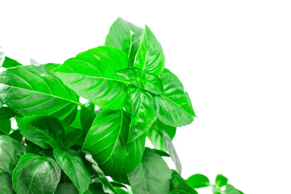 Herbal Hijau Segar Basil Daun Terisolasi Pada Latar Belakang Putih — Stok Foto