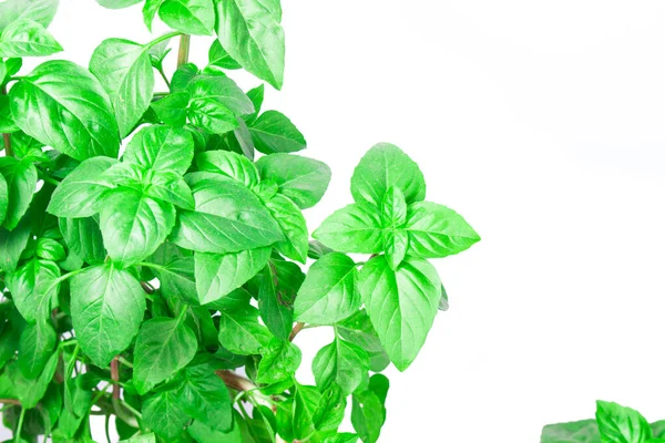 Fresh Green Basil Herb Leaves Isolated White Background Basilicum Plant — ストック写真