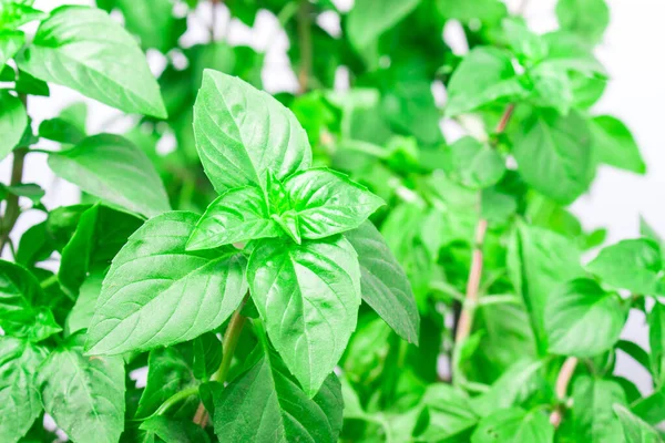 Fresh Green Basil Herb Leaves Isolated White Background Basilicum Plant — ストック写真