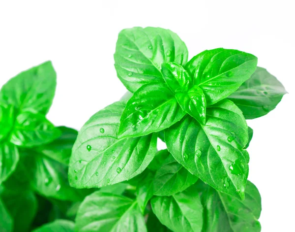 Herbal Hijau Segar Basil Daun Terisolasi Pada Latar Belakang Putih — Stok Foto