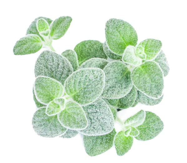 Dittany Girit bitkisi Dictamus beyaz backround izole. Origanum dictamnus kelt kekik