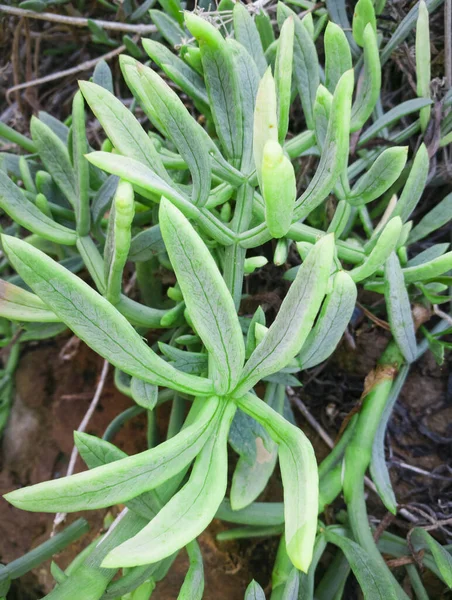 Rock Samphire 'in yakınında, Crithmum Maritimum Deniz Sahil Fabrikası. Kritamos bitkisi kayalıklarda büyüyor. Süper yiyecek deniz rezene. Salatalar için Girit bitkileri.
