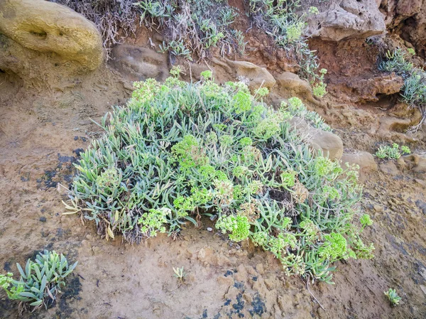 Rock Samphire Crithmum Maritimum Sea Shore Plant Inglés Planta Kritamos — Foto de Stock