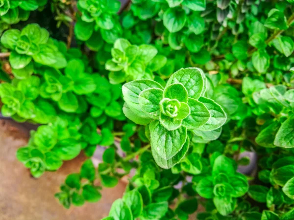 Ramuan Oregano Mentah Hijau Segar Oregano Rempah Rempah Tanaman Bumbu — Stok Foto