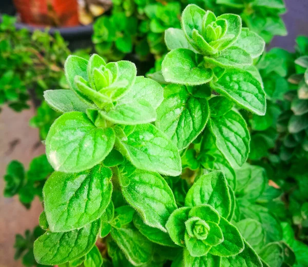 Ramuan Oregano Mentah Hijau Segar Oregano Rempah Rempah Tanaman Bumbu — Stok Foto