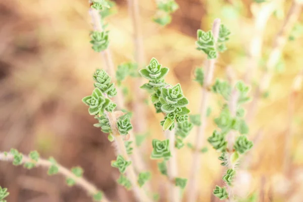 Vild Oregano Växer Bergen Raw Oregano Fält Med Bländad Bakgrund — Stockfoto