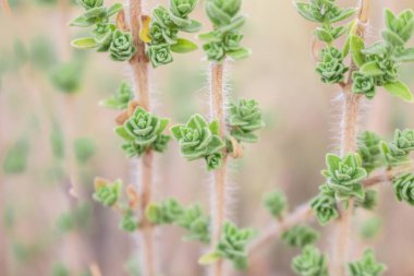Yabani keklikotu dağlarda yetişir. Sahada çiğ kekik otu ve mavi arka plan. Yunan doğal kekik otu. Yeşil ve taze kekik çiçekleri.  