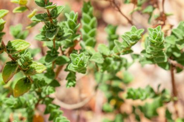 Yabani keklikotu dağlarda yetişir. Sahada çiğ kekik otu ve mavi arka plan. Yunan doğal kekik otu. Yeşil ve taze kekik çiçekleri.  