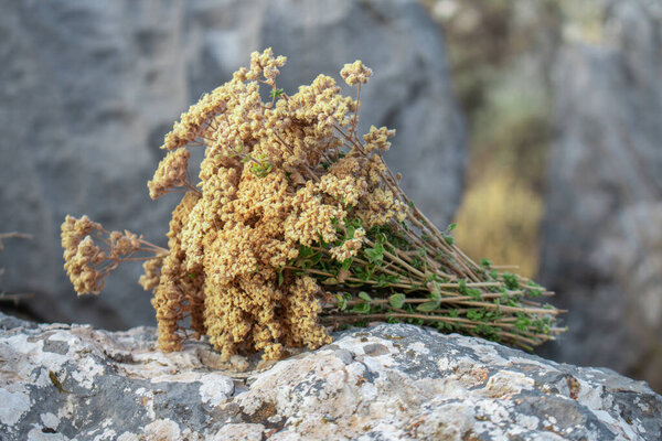 Fresh oregano bunch on stone background. Raw oregano on grey natural stone background. Copy space for text or products. Natural Greek herb oregano bunch. 