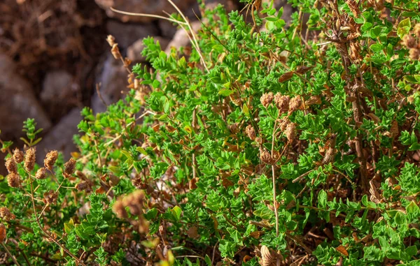 Orégano Silvestre Crece Las Montañas Orégano Crudo Campo Con Fondo — Foto de Stock