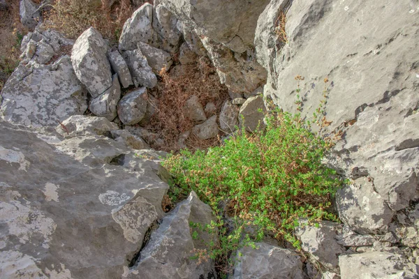 Orégano Silvestre Crece Las Montañas Orégano Crudo Campo Con Fondo — Foto de Stock