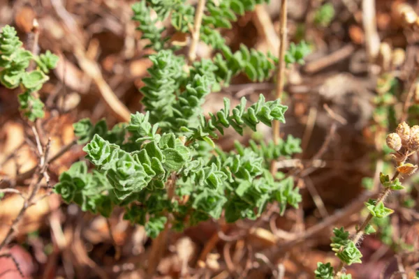 Dzikie Oregano Rośnie Górach Surowe Oregano Terenie Zamazanym Tłem Greckie — Zdjęcie stockowe