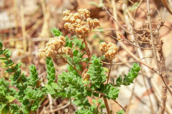 Dzikie Oregano Rośnie Górach Surowe Oregano Terenie Zamazanym Tłem Greckie — Zdjęcie stockowe