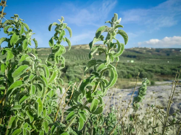 Sábio Cru Fresco Montanha Erva Selvagem Sábio Cresce Campo Planta — Fotografia de Stock