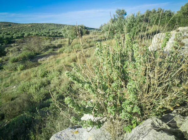 Sábio Cru Fresco Montanha Erva Selvagem Sábio Cresce Campo Planta — Fotografia de Stock