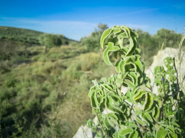 Sábio Cru Fresco Montanha Erva Selvagem Sábio Cresce Campo Planta — Fotografia de Stock